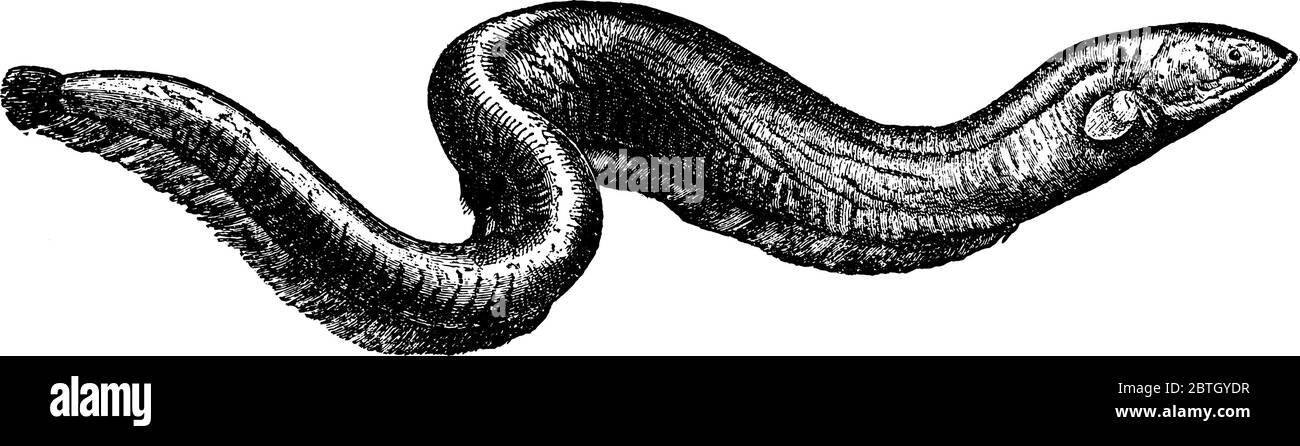 L'anguilla elettrica, una specie di pesci, che è in grado di generare potenti scosse elettriche, che utilizza sia per la caccia e l'autodifesa, annata Illustrazione Vettoriale