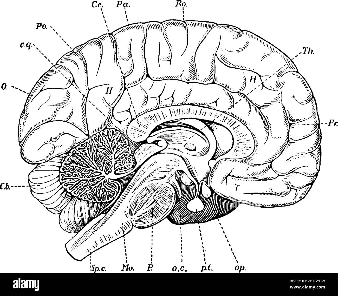 Mostra la metà sinistra di una sezione mediana verticale del cervello, con le parti, talamo ottico, nervo oculo-motorio, corpo ipofisario, nervo ottico, fissu Illustrazione Vettoriale