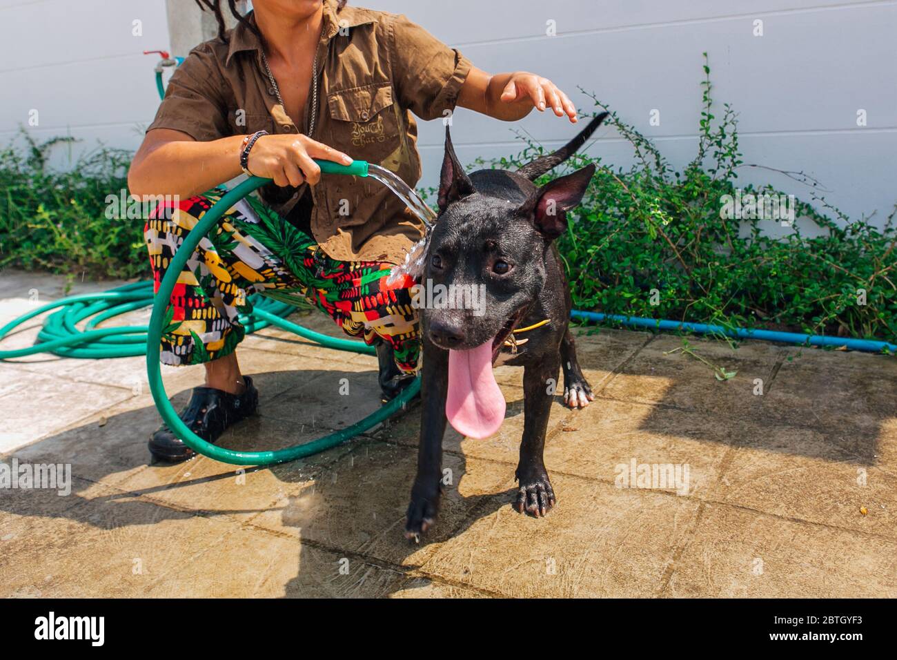 Felice sorridente giovane nero Pitbull cane lavaggio sotto il getto d'acqua con palla da tennis verde Foto Stock