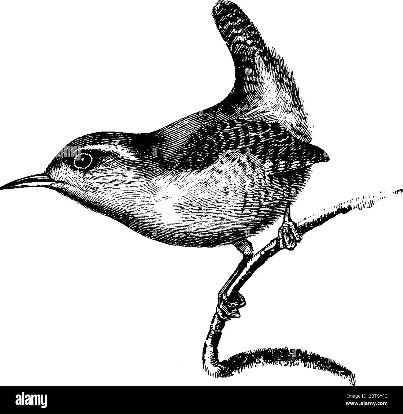 Wren è un piccolo uccello bruno che perching nella famiglia principalmente del nuovo mondo Troglodytitidae., disegno di linea vintage o illustrazione di incisione. Illustrazione Vettoriale