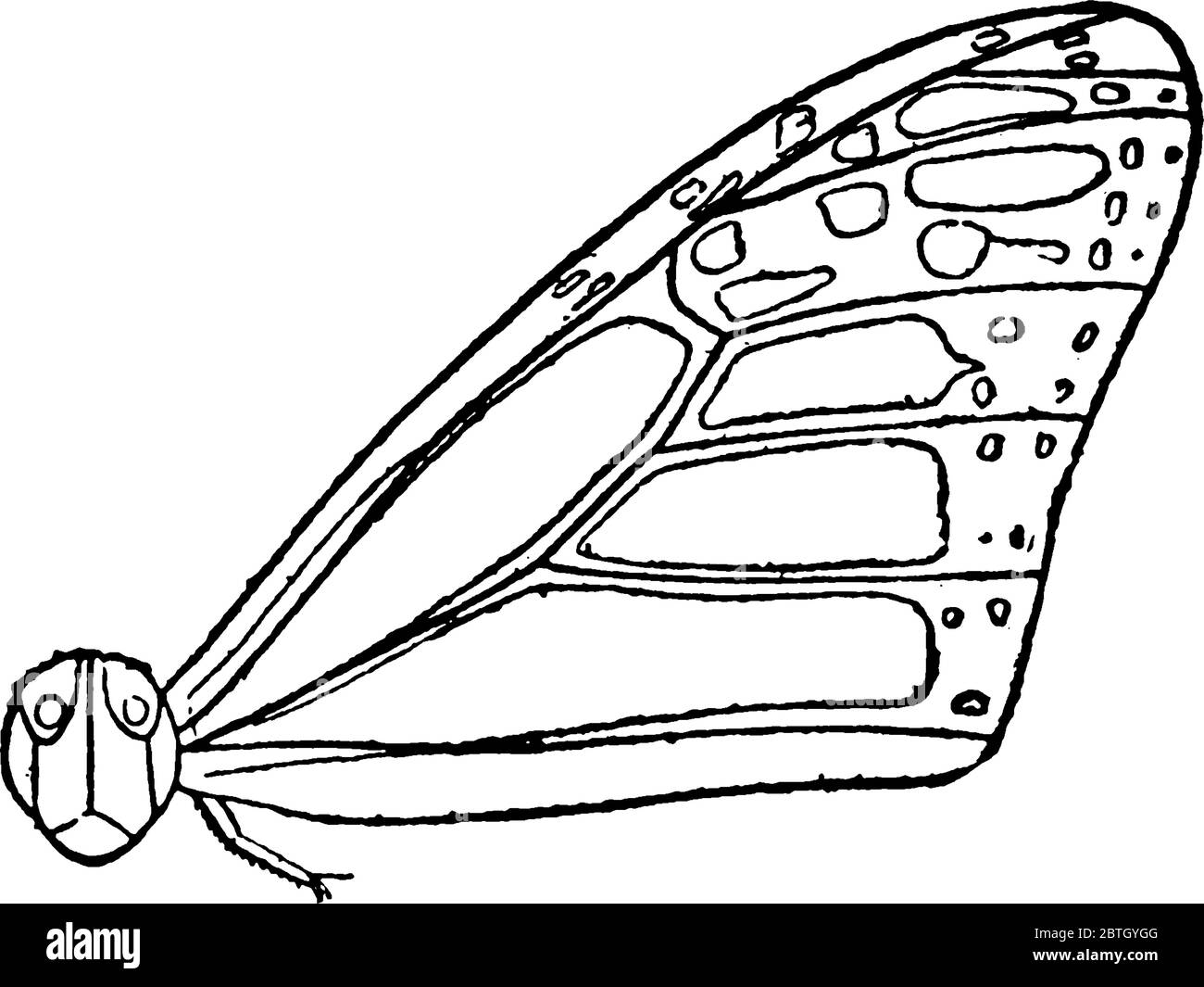 La sezione del corpo di Monarch Butterfly dopo la testa è chiamata torace, questo diagramma mostra la sezione mesotorace del torace., disegno di linea vintage o incisione Illustrazione Vettoriale