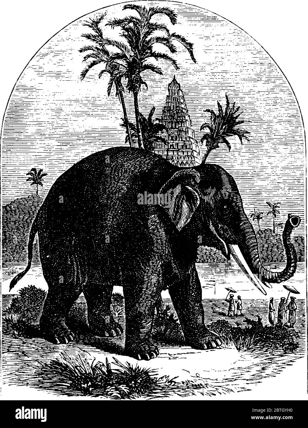 L'elefante è un animale di terra più grande che ha corpo pesante e naso lungo, disegno di linea vintage o illustrazione di incisione. Illustrazione Vettoriale