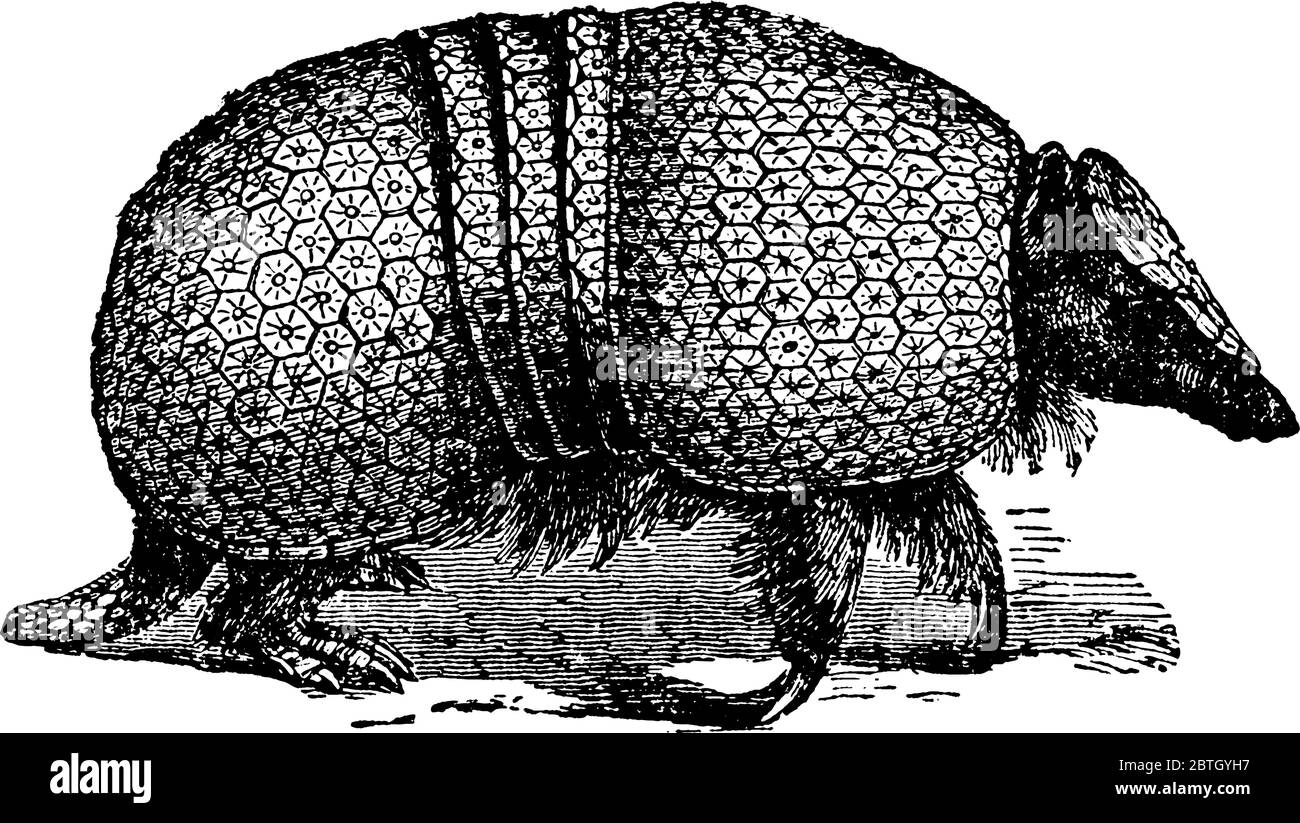 Armadillo è un mammifero placentale che ha una durata di vita di 12-15 anni, disegno di linea vintage o illustrazione di incisione. Illustrazione Vettoriale