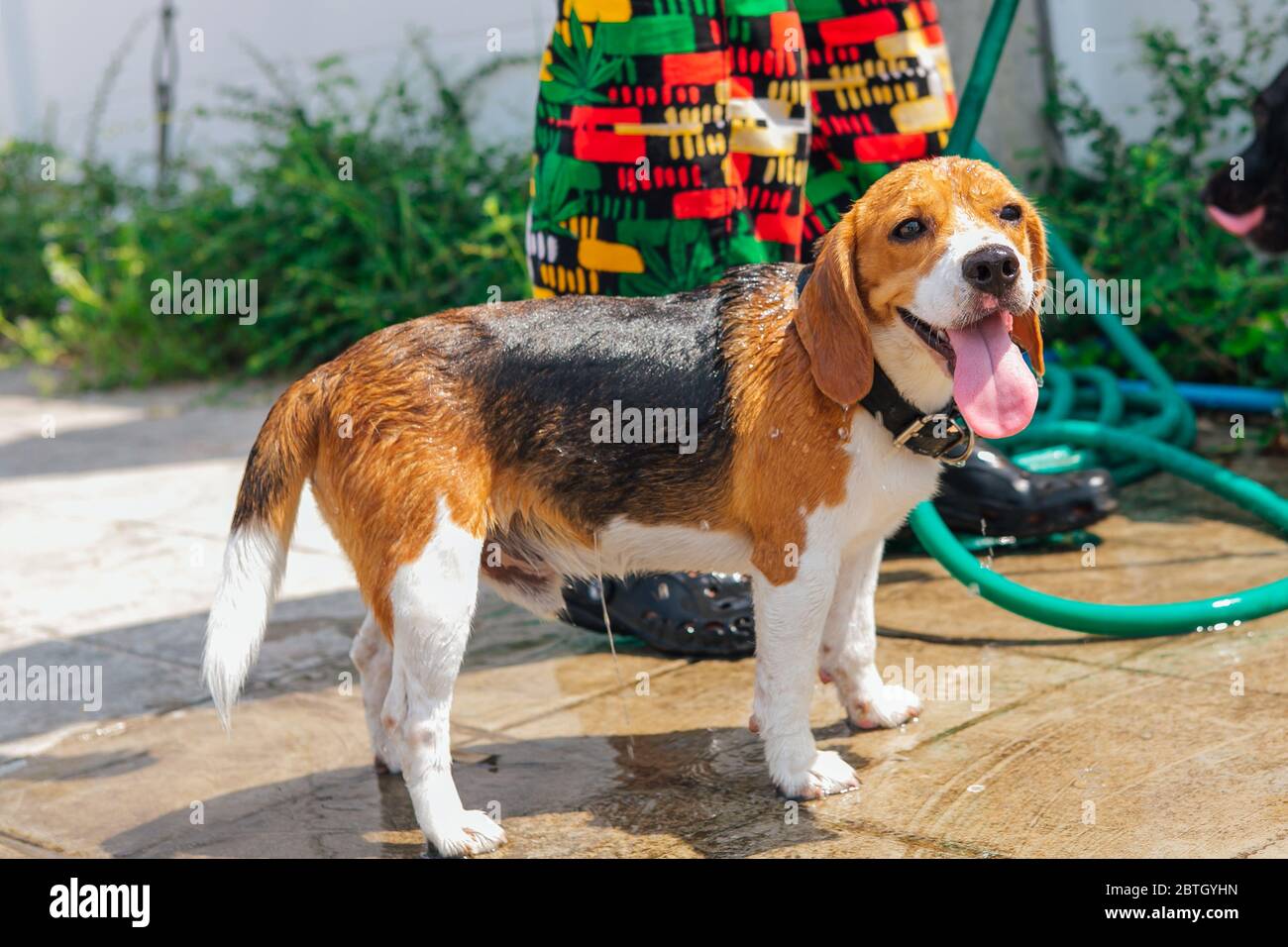 Felice sorridente giovane cane beagle lavaggio sotto getto d'acqua Foto Stock
