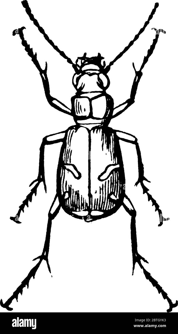 Cicindela (comunemente noto come coleotteri comuni della tigre sono generalmente coloratissimi e fetili metallici) Purpurpurea insetto., disegno di linea vintage o engra Illustrazione Vettoriale