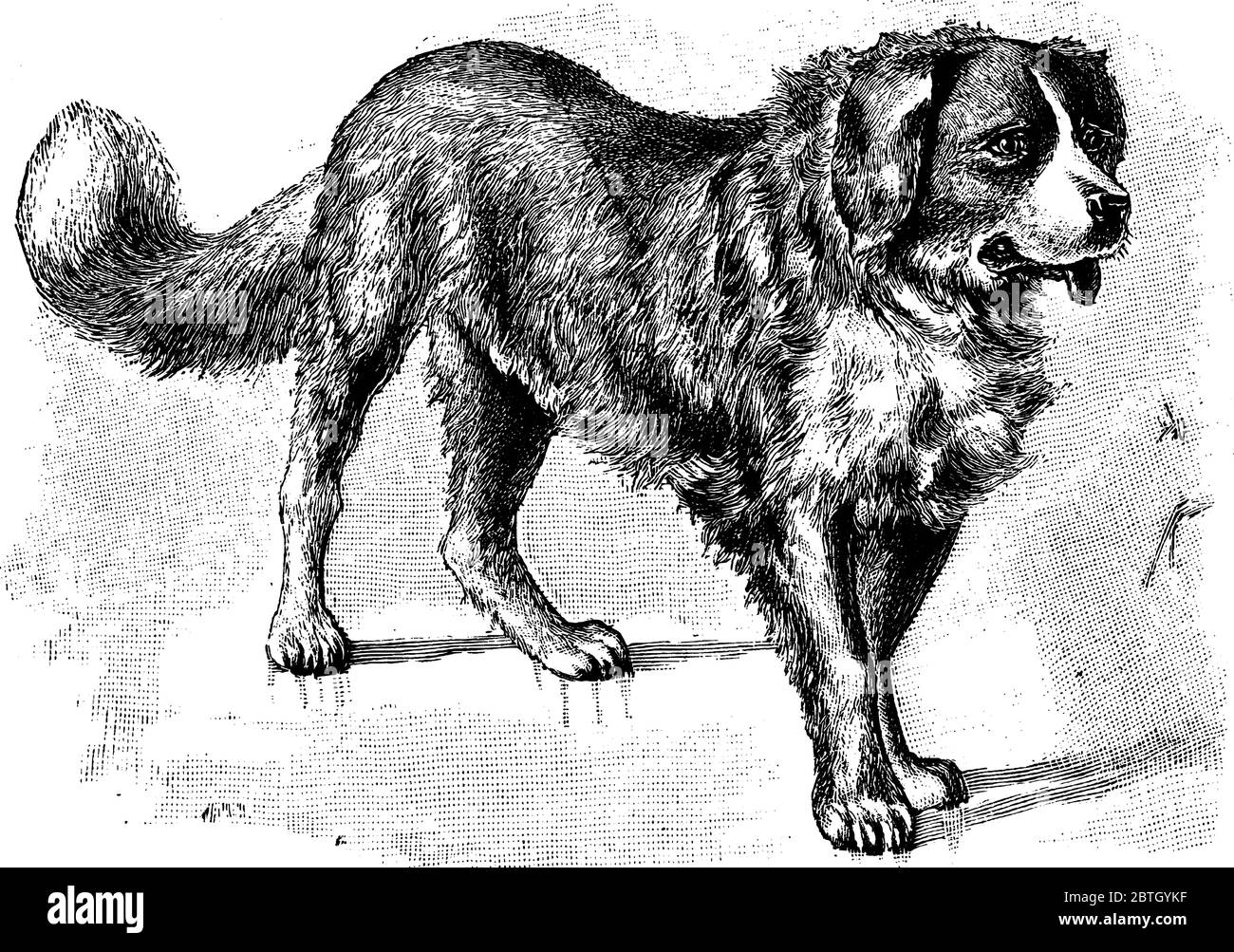 San Bernardo una specie di cane di peso 60-120kg, disegno di linea d'annata o illustrazione di incisione. Illustrazione Vettoriale
