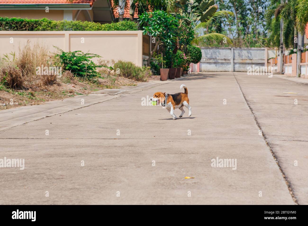 Felice sorridente giovane cane beagle che cammina per strada Foto Stock