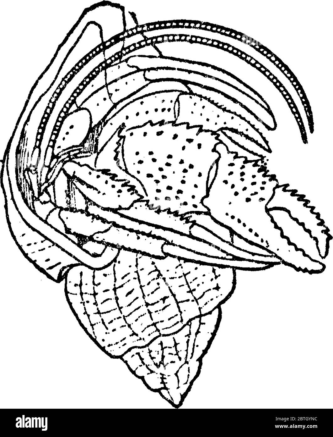 Il Pageurus bernhardus, il granchio marino comune delle coste atlantiche d'Europa, è lungo circa 3½ cm, ed è presente sia in aree rocciose che sabbiose, il Vintag Illustrazione Vettoriale