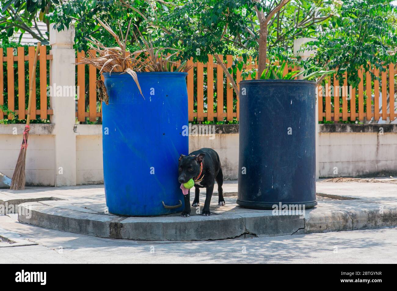 Felice sorridente giovane cane nero Pitbull giocare con palla da tennis verde tra due bidoni blu spazzatura Foto Stock