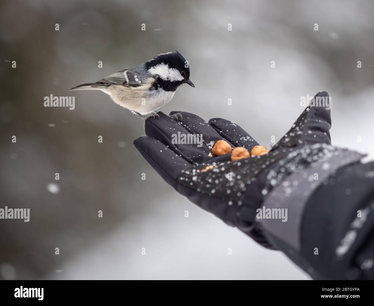 Chickadee nutrire nella foresta invernale Foto Stock