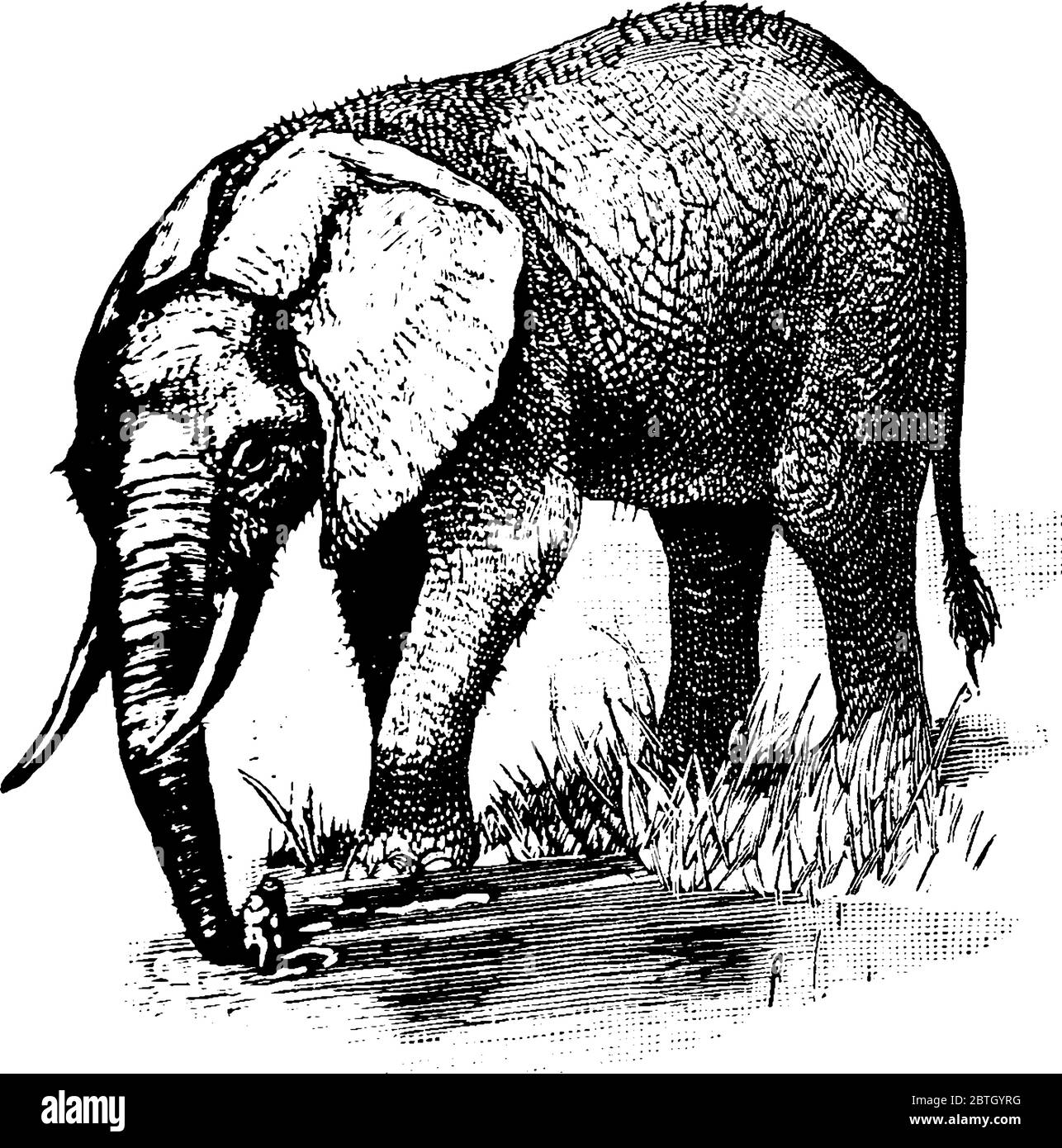 Un'illustrazione dell'Elefante Africano, la specie più grande di Loxodonta, disegno di linea d'annata o illustrazione di incisione. Illustrazione Vettoriale