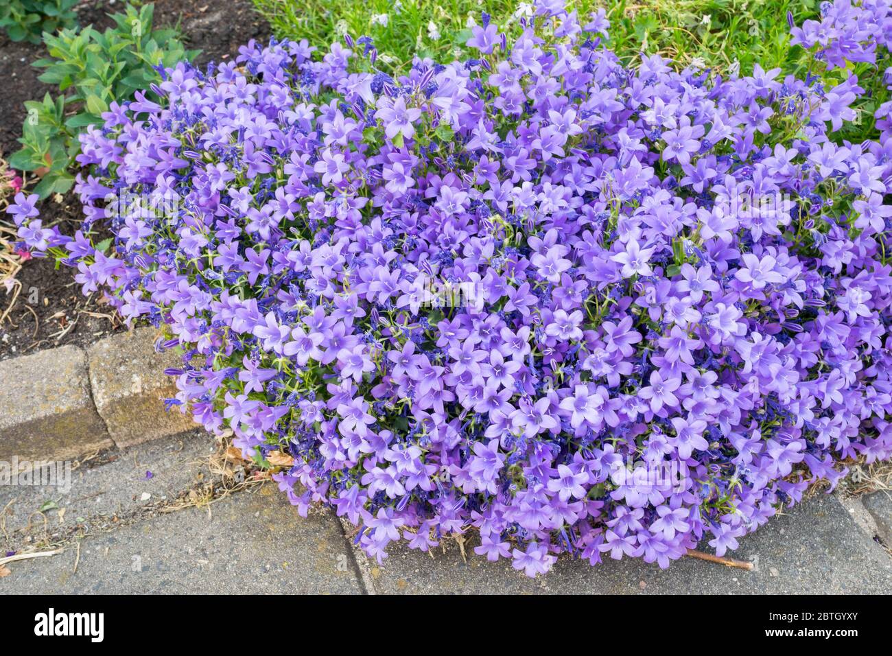 Bel mazzo di fiori di colore viola scuro (Campanula) in un giardino Foto Stock