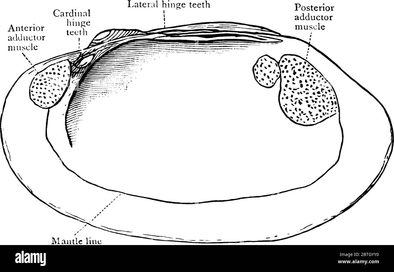 Il clam è una creatura marina con una conchiglia in due parti che può chiudersi strettamente, chiamata Clam Shell. Questa figura rappresenta l'interno della valvola destra di Cl Illustrazione Vettoriale