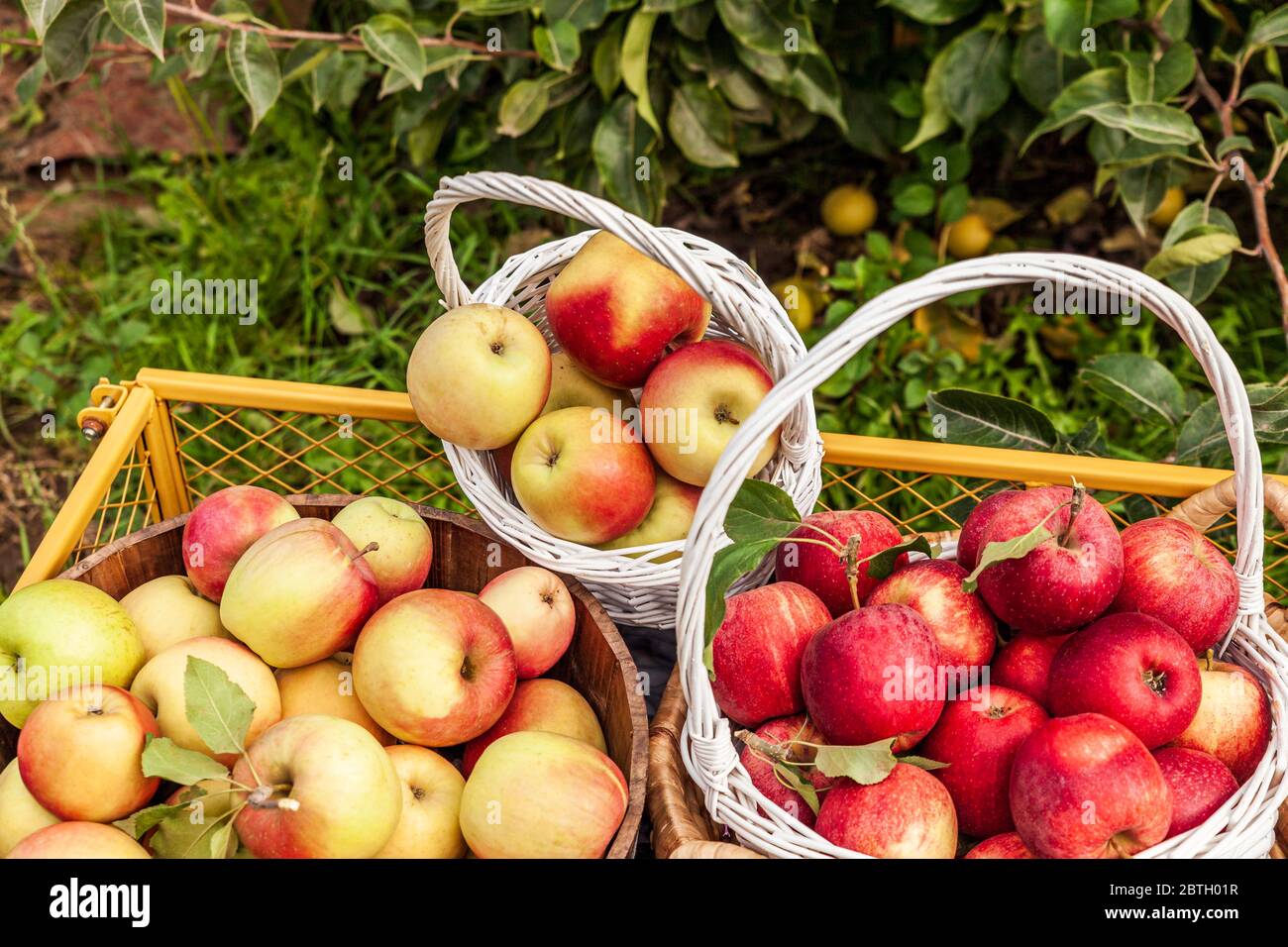 un sacco di mele in cesto nella fattoria di campagna cart giardino. Foto Stock