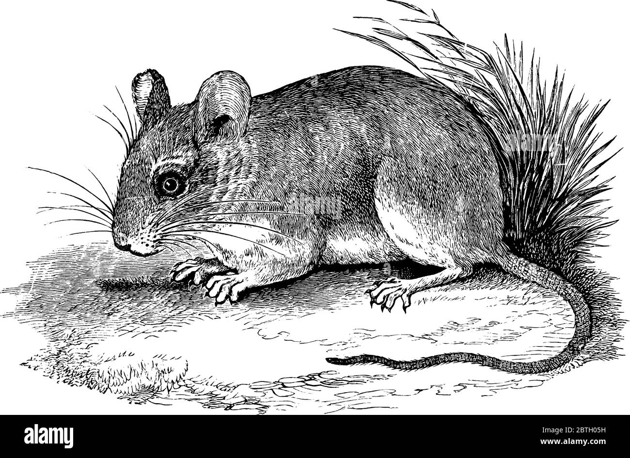 L'immagine mostra un topo cervi che riposa sulla terra con il suo ventre e le gambe, disegno di linea vintage o illustrazione di incisione. Illustrazione Vettoriale