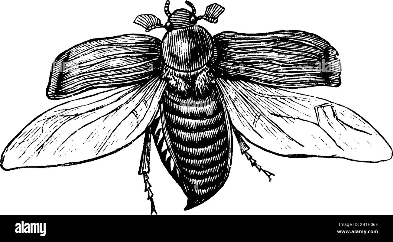 I Beetles sono un gruppo di insetti che formano l'ordine Coleoptera, nel superordine Endopterygota, disegno di linea vintage o illustrazione di incisione. Illustrazione Vettoriale