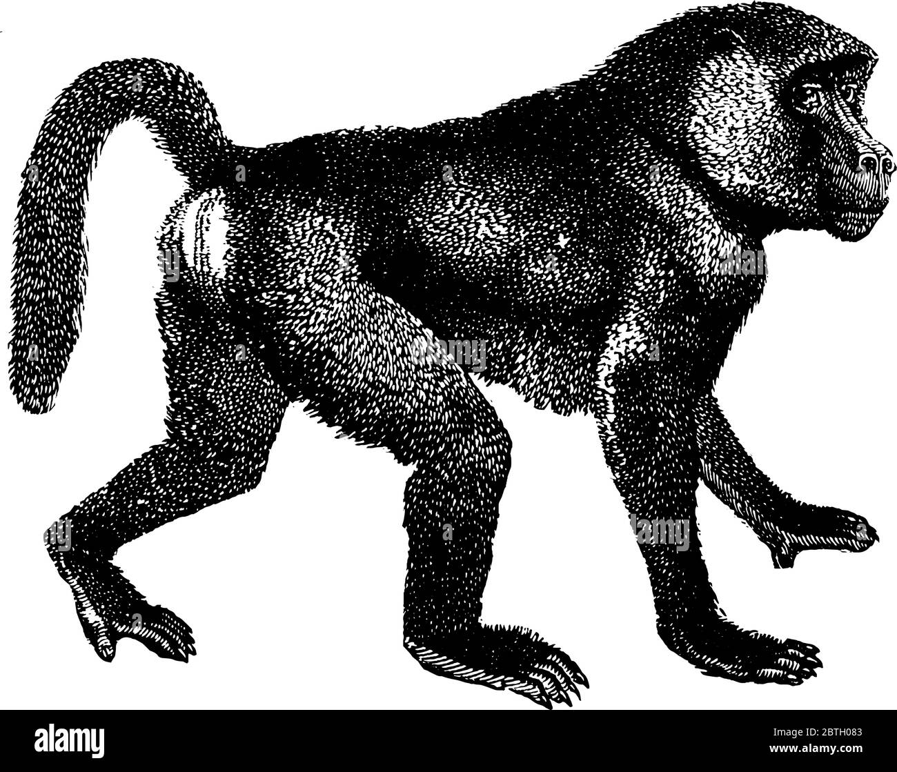 I baboon sono vecchie specie di scimmie, disegni di linee d'annata o illustrazioni di incisione. Illustrazione Vettoriale