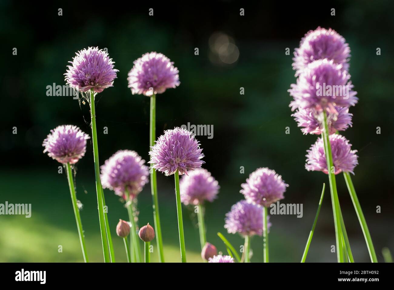 Giardino erba cipollina Foto Stock