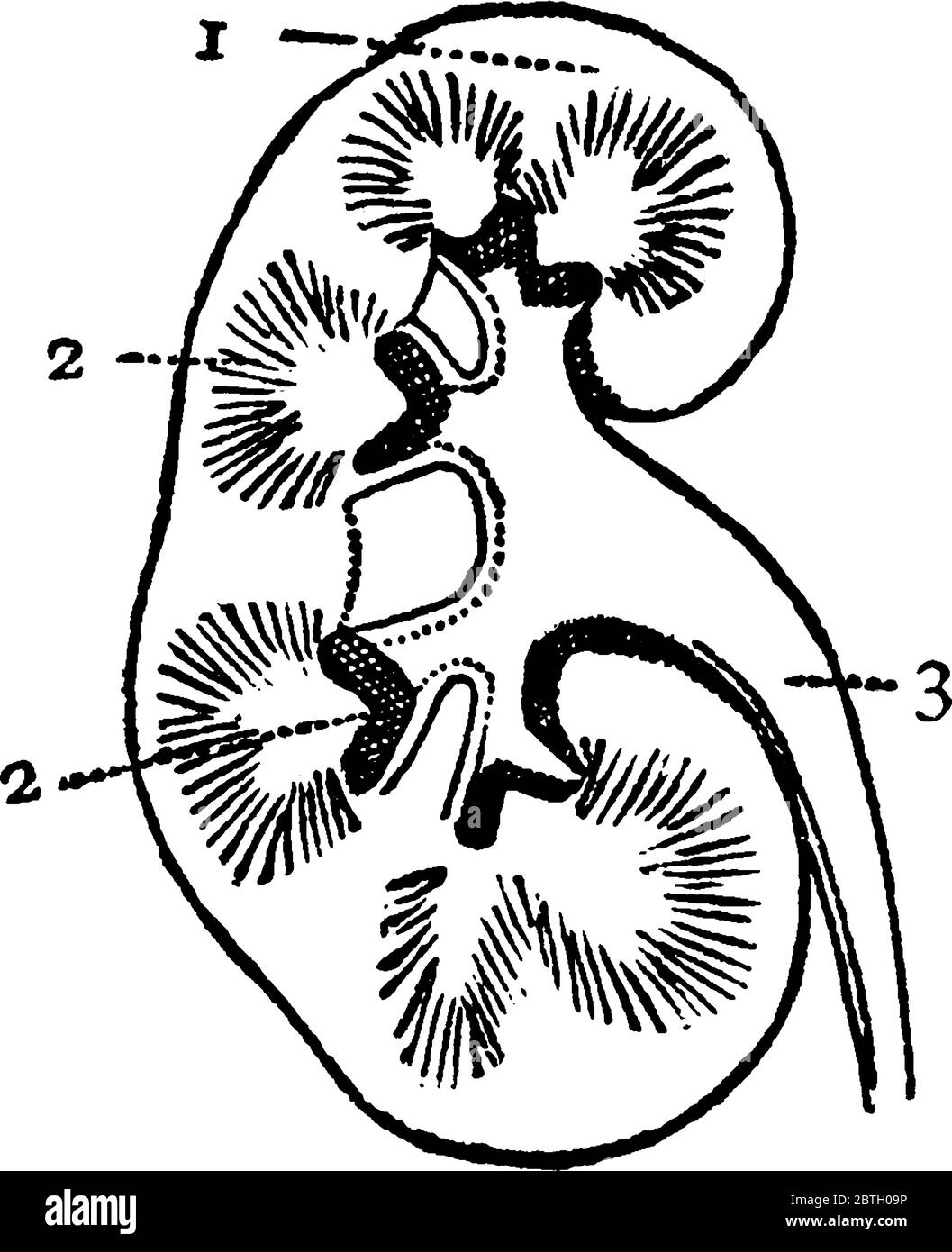 Una rappresentazione tipica della sezione dei reni, con le parti, 1: Corpo del rene; 2: Vasi interni e 3: Uretere, che porta alla vescica, Vint Illustrazione Vettoriale