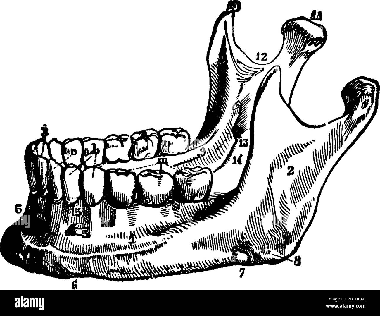 Il mandibola o jawbone è l'osso più grande, più forte e più basso nel volto umano è l'unico osso mobile nel cranio, disegno di linea vintage o. Illustrazione Vettoriale