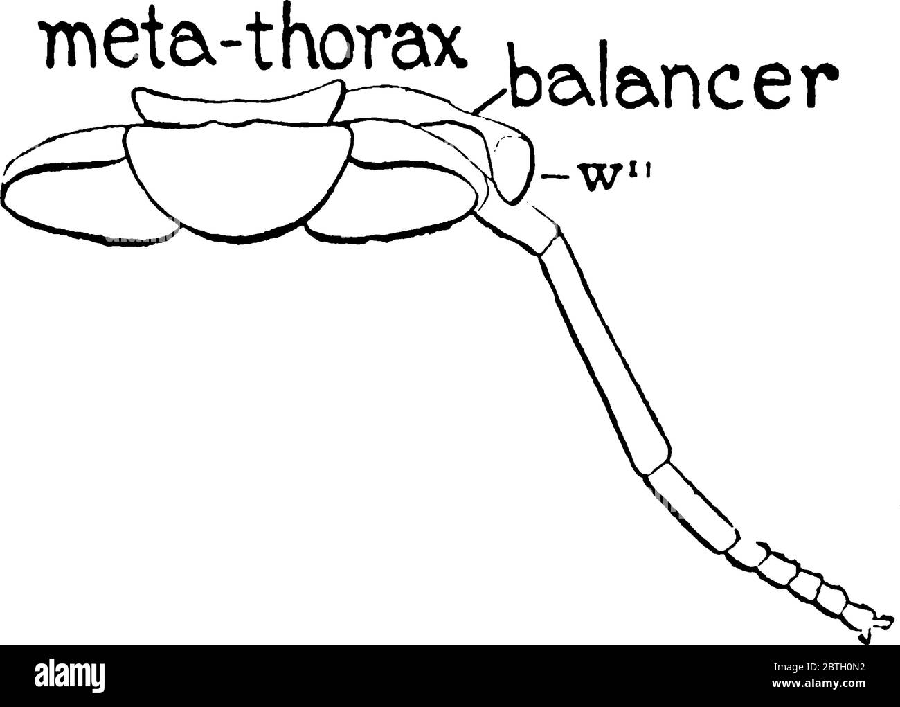 Horse Fly è il membro del genere Tabanus, con deboli macchie di fumo sulle ali. Questa figura rappresenta Metathorax del volo del Cavallo, linea d'annata Illustrazione Vettoriale