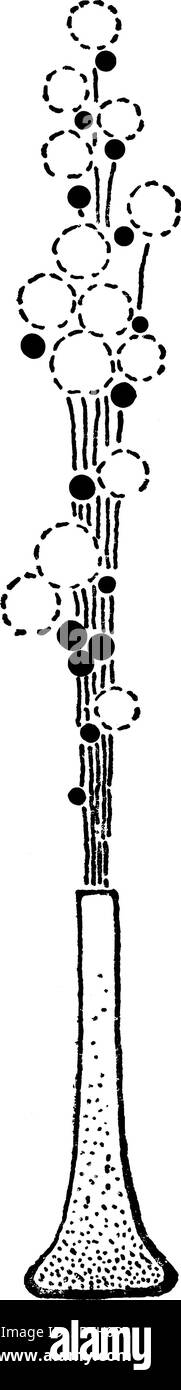 Bouquet in un vaso alto dove cerchi bianchi che rappresentano fiori e punti blu rappresentano fogliame, disegno di linee vintage o illustrazione di incisione. Illustrazione Vettoriale