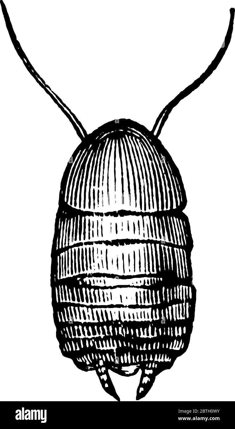 Scarafaggio è un insetto con due ali , disegno di linea vintage o illustrazione di incisione. Illustrazione Vettoriale