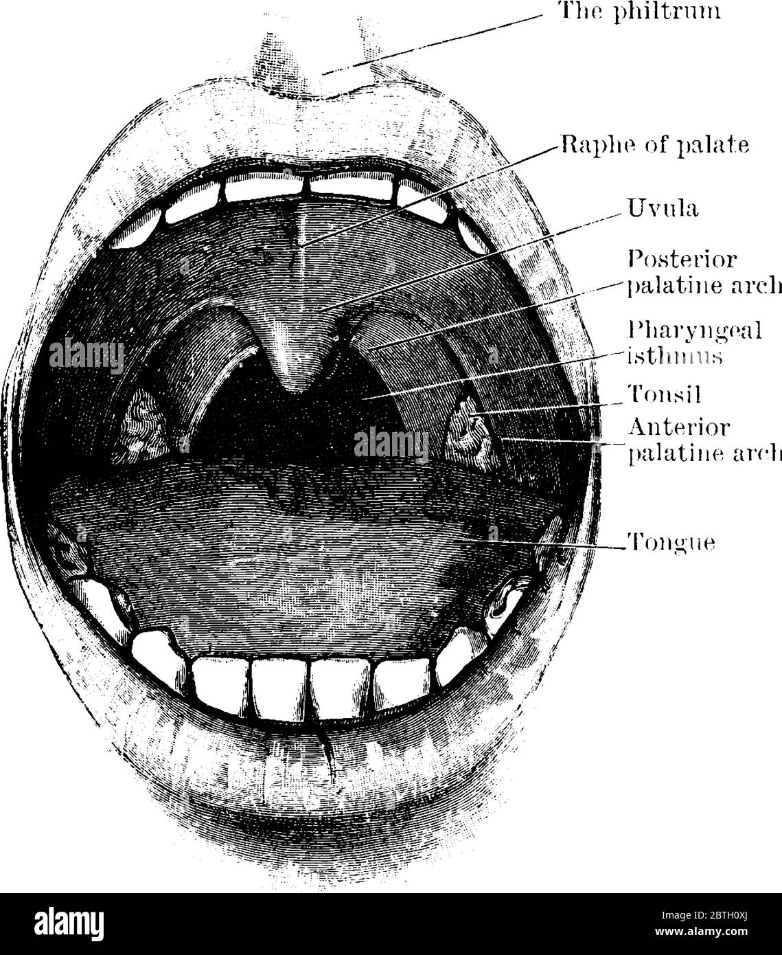 Una bocca aperta che mostra il palato e le tonsille, i due archi palatini e l'istmo faringeo, disegno di linee d'epoca o illustrazione dell'incisione. Illustrazione Vettoriale