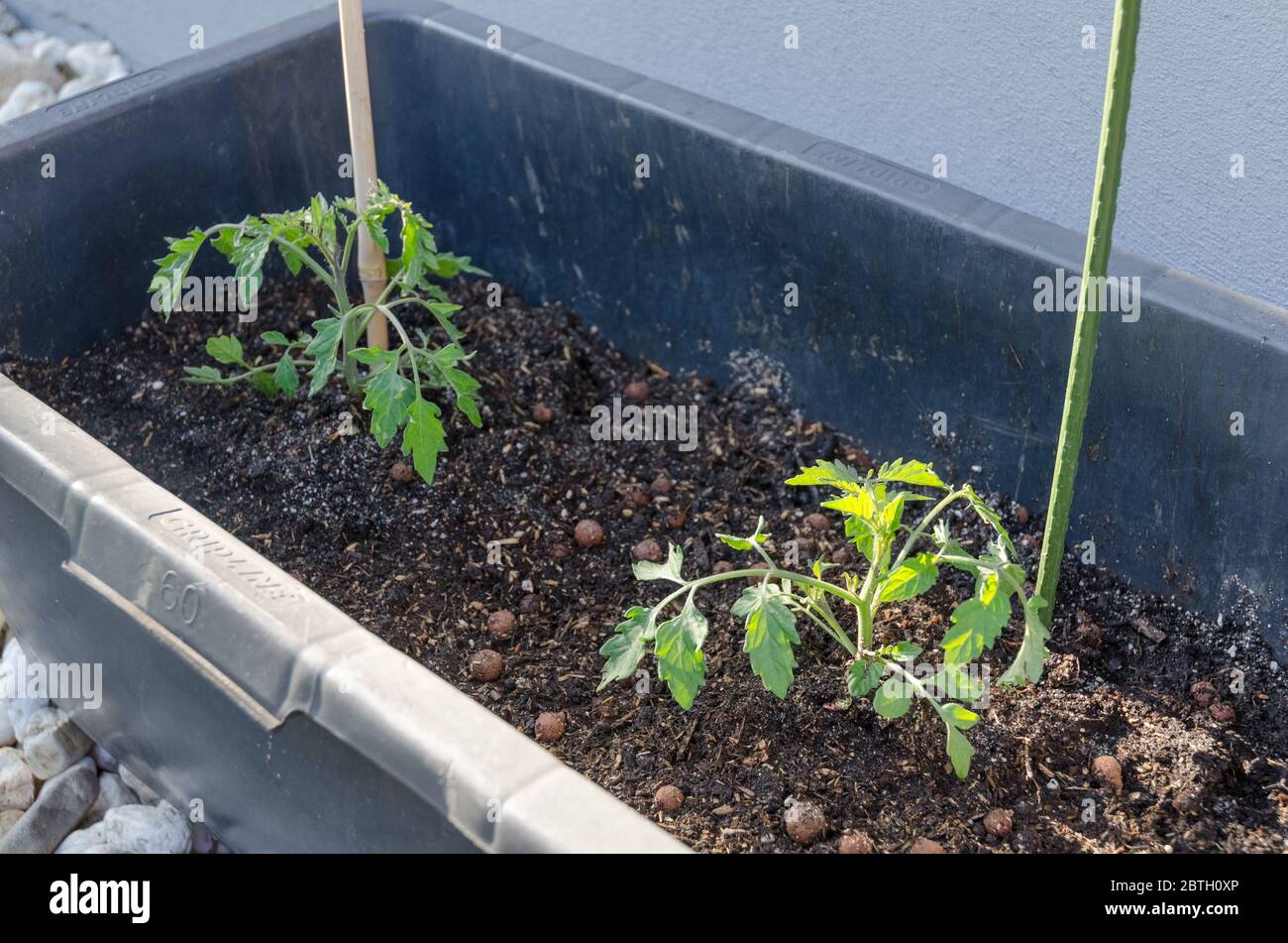 Solanum lycopersicum, giovane pianta di pomodoro in un vassoio con bastoni di legno e terreno o terra nel giardino, in Germania Foto Stock