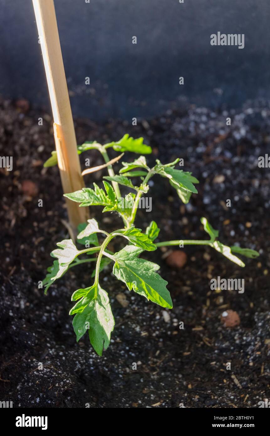 Solanum lycopersicum, giovane pianta di pomodoro in un vassoio con bastoni di legno e terreno o terra nel giardino, in Germania Foto Stock