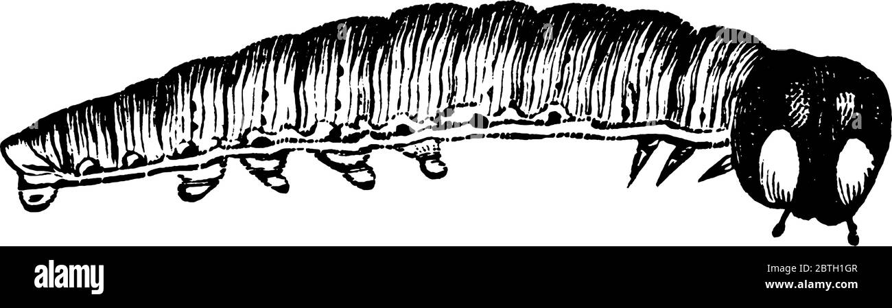 Un tipo di piccolo caterpillar che è diverso per i suoi occhi grandi e distinti, disegno di linee vintage o illustrazione di incisione. Illustrazione Vettoriale