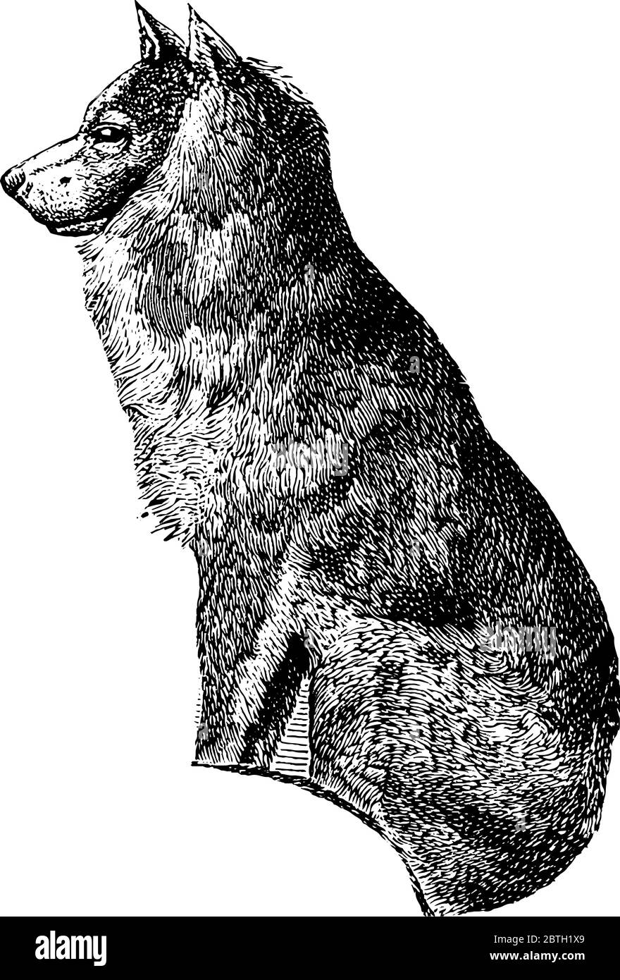 Il cane di Eskimo è razza di cane compagno che ha vita 13-15 anni, disegno di linea vintage o illustrazione di incisione. Illustrazione Vettoriale