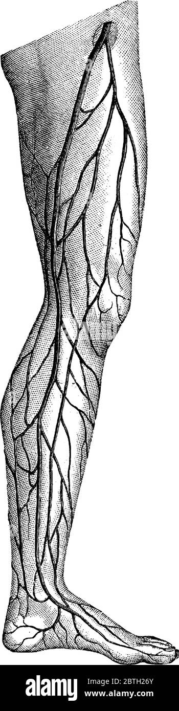 La vena safena interna, o lunga, della gamba sinistra umana. La funzione della vena è di riportare il sangue deossigenato al cuore dopo l'auto delle arterie Illustrazione Vettoriale