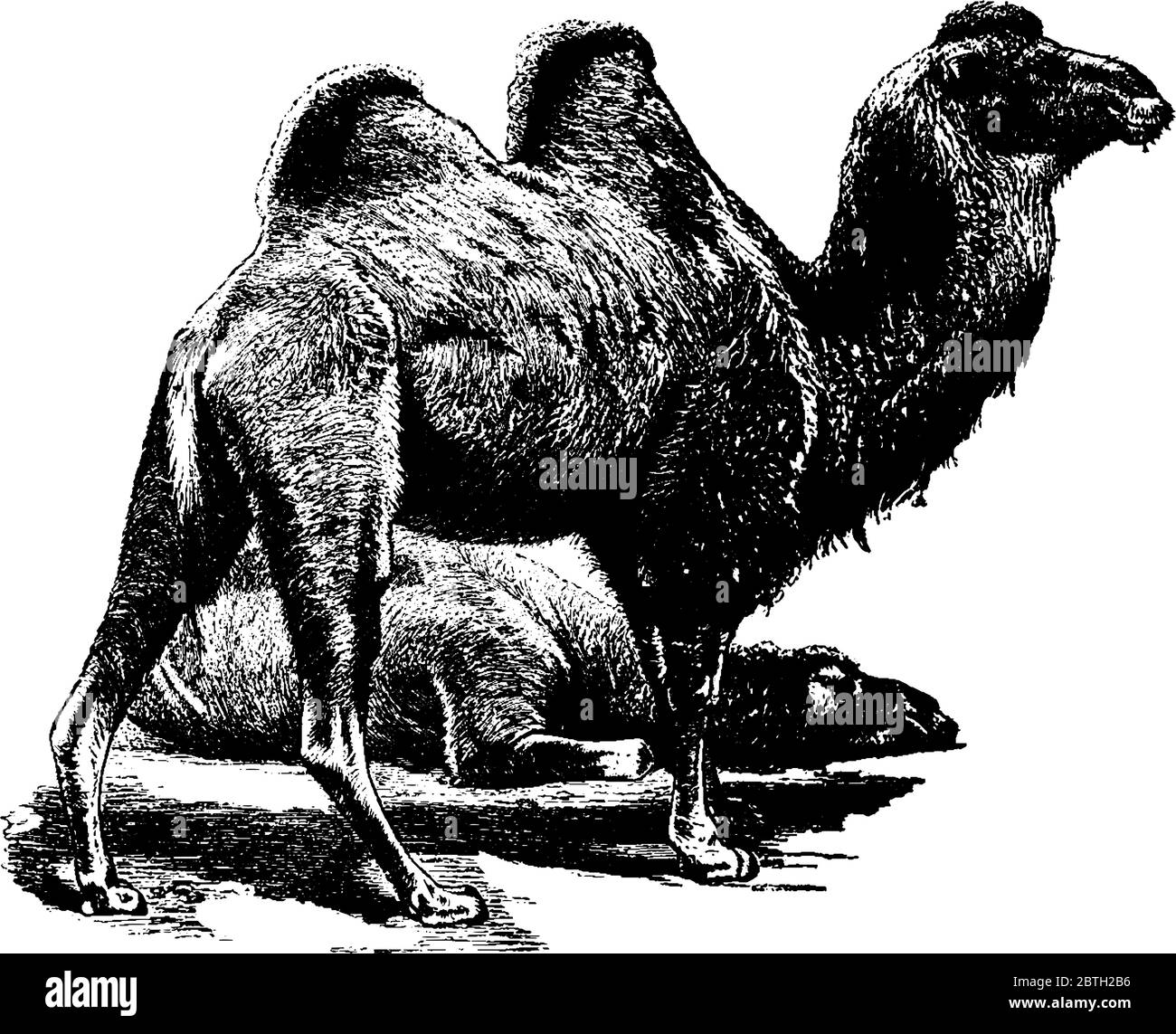 Il cammello Bactriano, che ha due gobbe sul retro, è un grosso ungulato a punta uniforme originario delle steppe del nord-est asiatico, disegno di linea d'annata o incisi Illustrazione Vettoriale