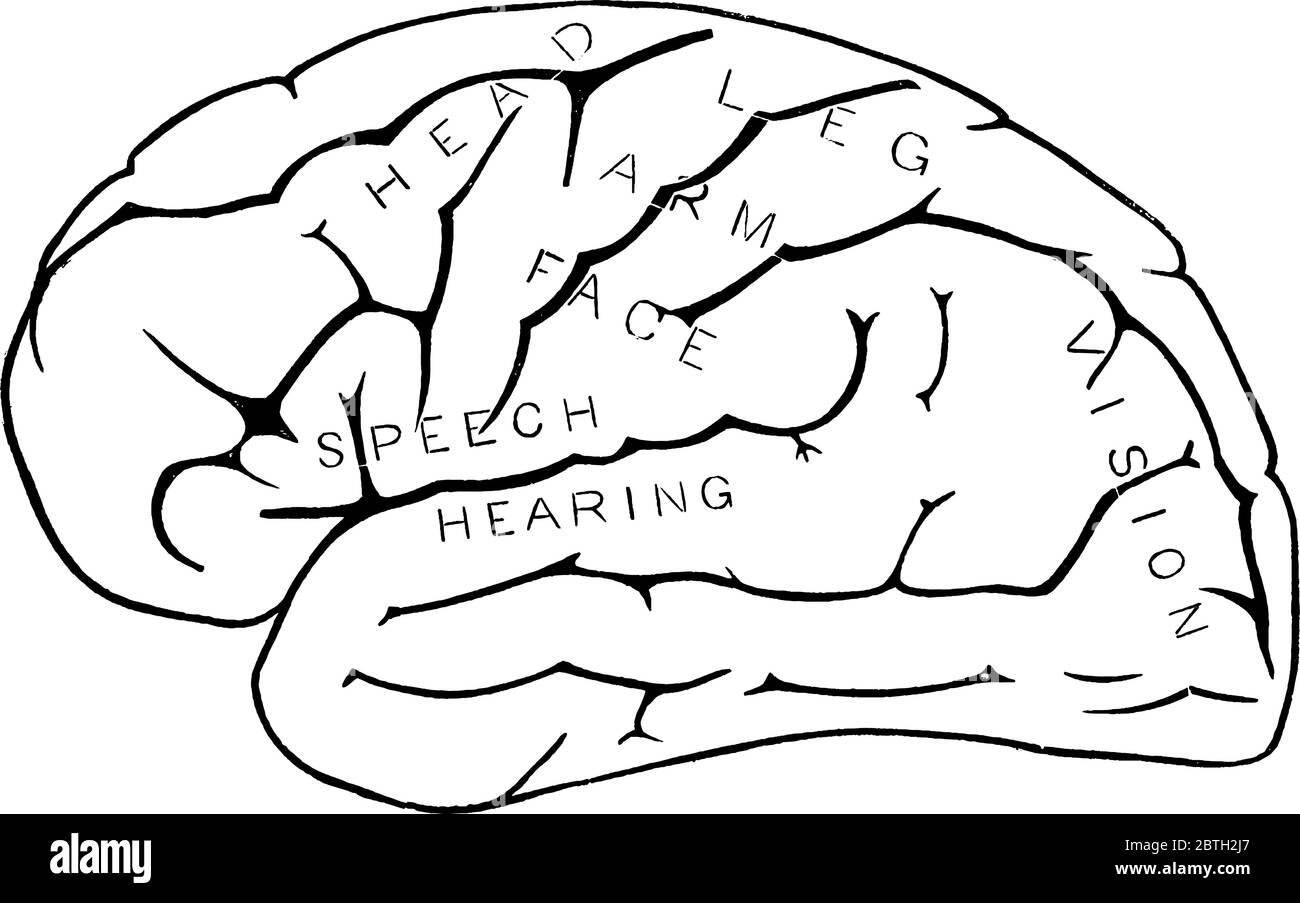 Diagramma di vista laterale del cervello umano che illustra le aree di controllo di testa, collo, braccio, viso, visione, voce e udito, disegno di linee vintage o engra Illustrazione Vettoriale