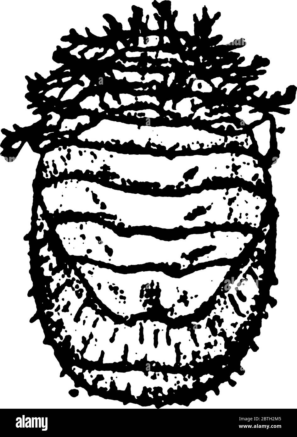 I Beetle di zucca sono insetti di succhiamento di sap, disegno di linea vintage o illustrazione di incisione. Illustrazione Vettoriale