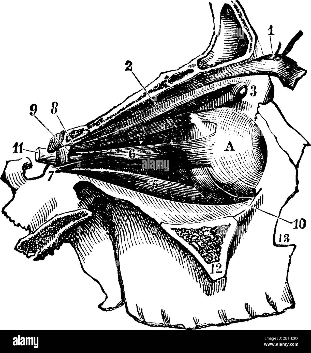 Una tipica rappresentazione dei muscoli oculari, le ossa esterne del tempio dovrebbero essere rimosse per rendere visibile l'arran muscolare Illustrazione Vettoriale