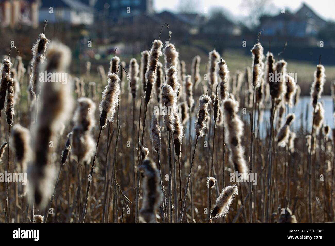 paesaggio invernale con canne e vista sulla città Foto Stock