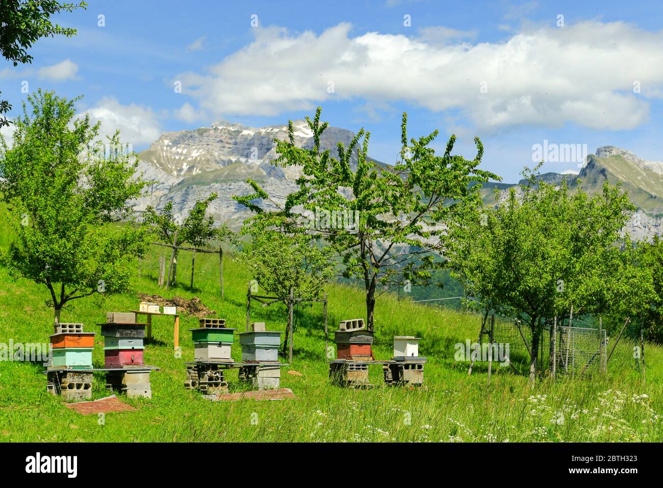 Alveari, nelle Alpi francesi. Foto Stock