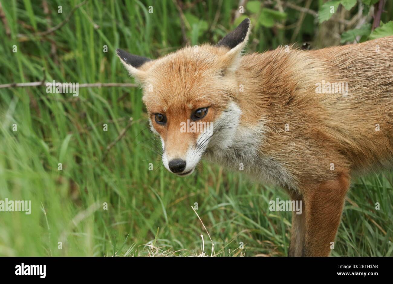 Un carino maschio selvaggio Red Fox, Vulpes vulpes, a caccia in un campo in primavera. Foto Stock