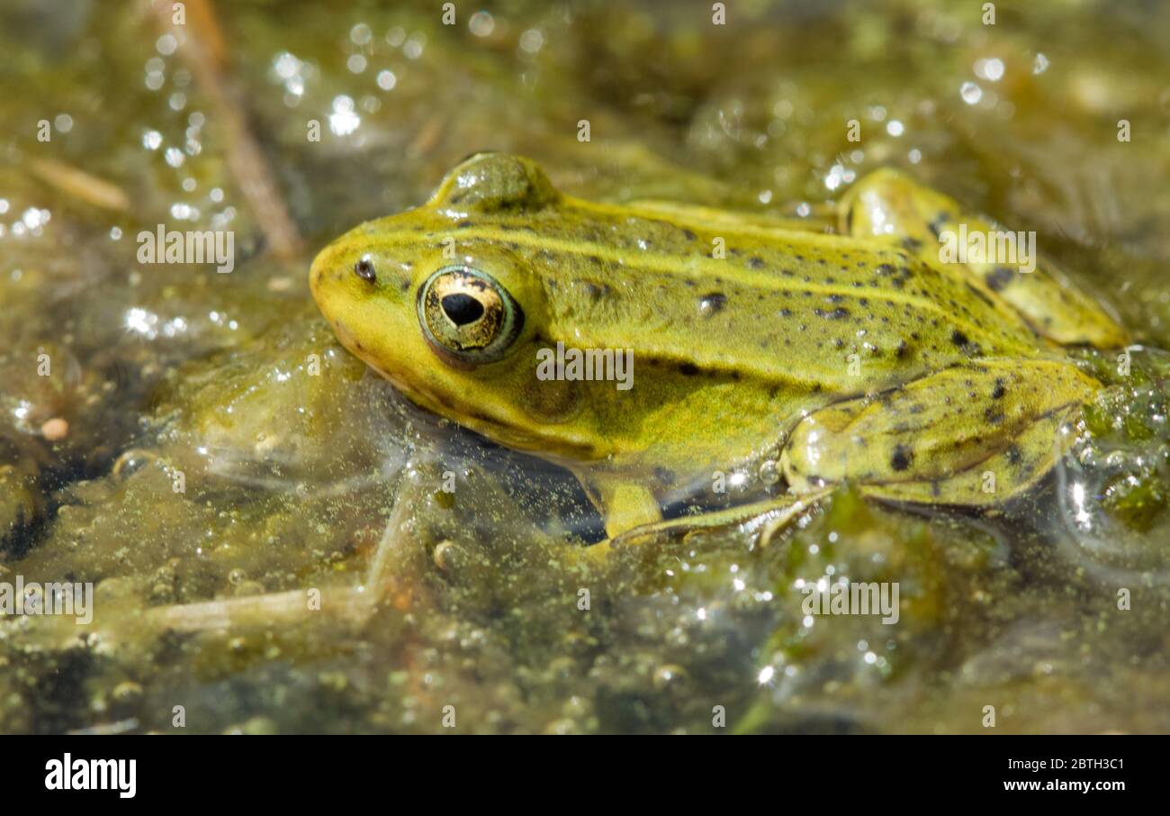 Giovane e piccola rana verde nel suo habitat naturale: Un fosso pieno di alghe e di altra vegetazione acquatica Foto Stock