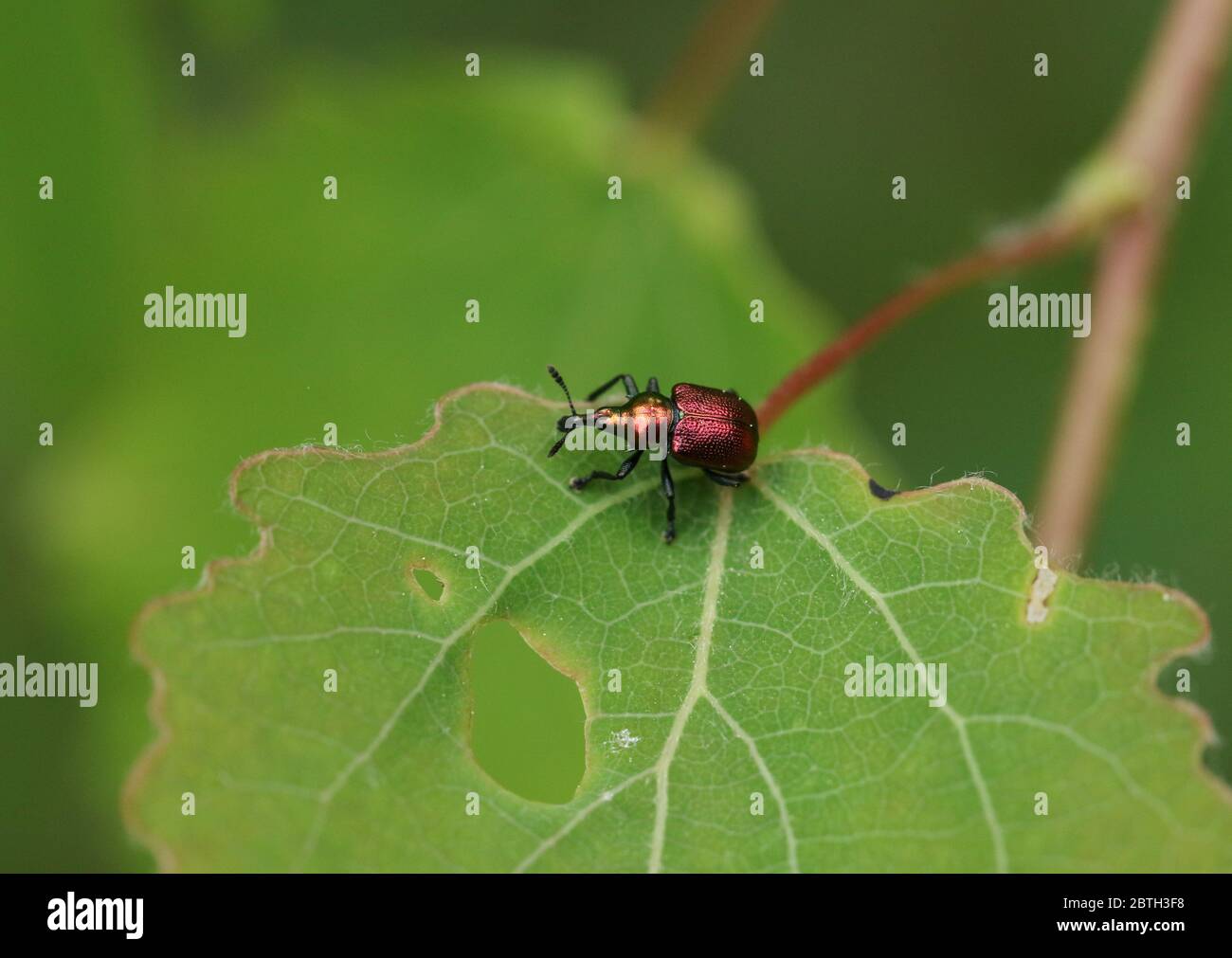 Un bell'amaro di foglie, Byctiscus populi, che percula su una foglia di Aspen, il tremula di Populus, in bosco. Foto Stock