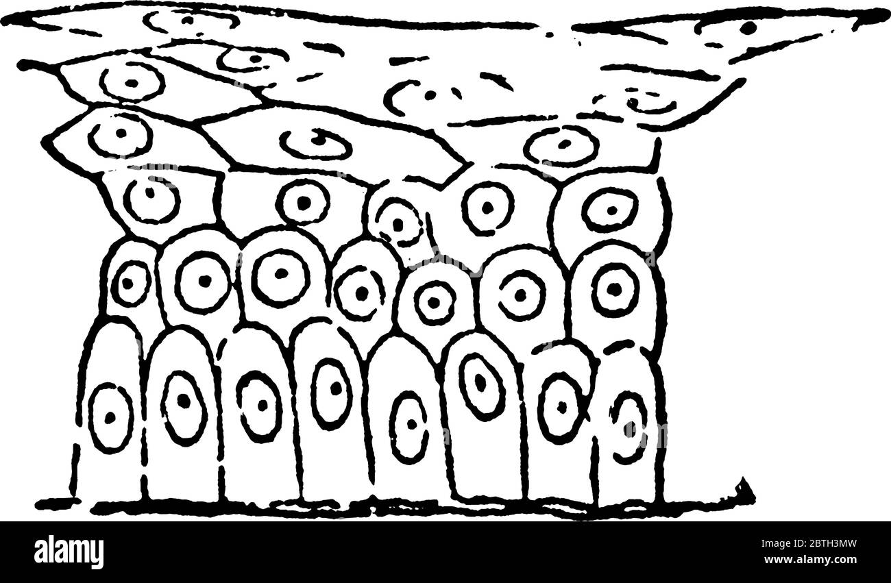 Il tipo di base di tessuto animale, disposto in strati di due o più cellule come stratificato o stratificato, disegno di linee vintage o illustrazione di incisione. Illustrazione Vettoriale