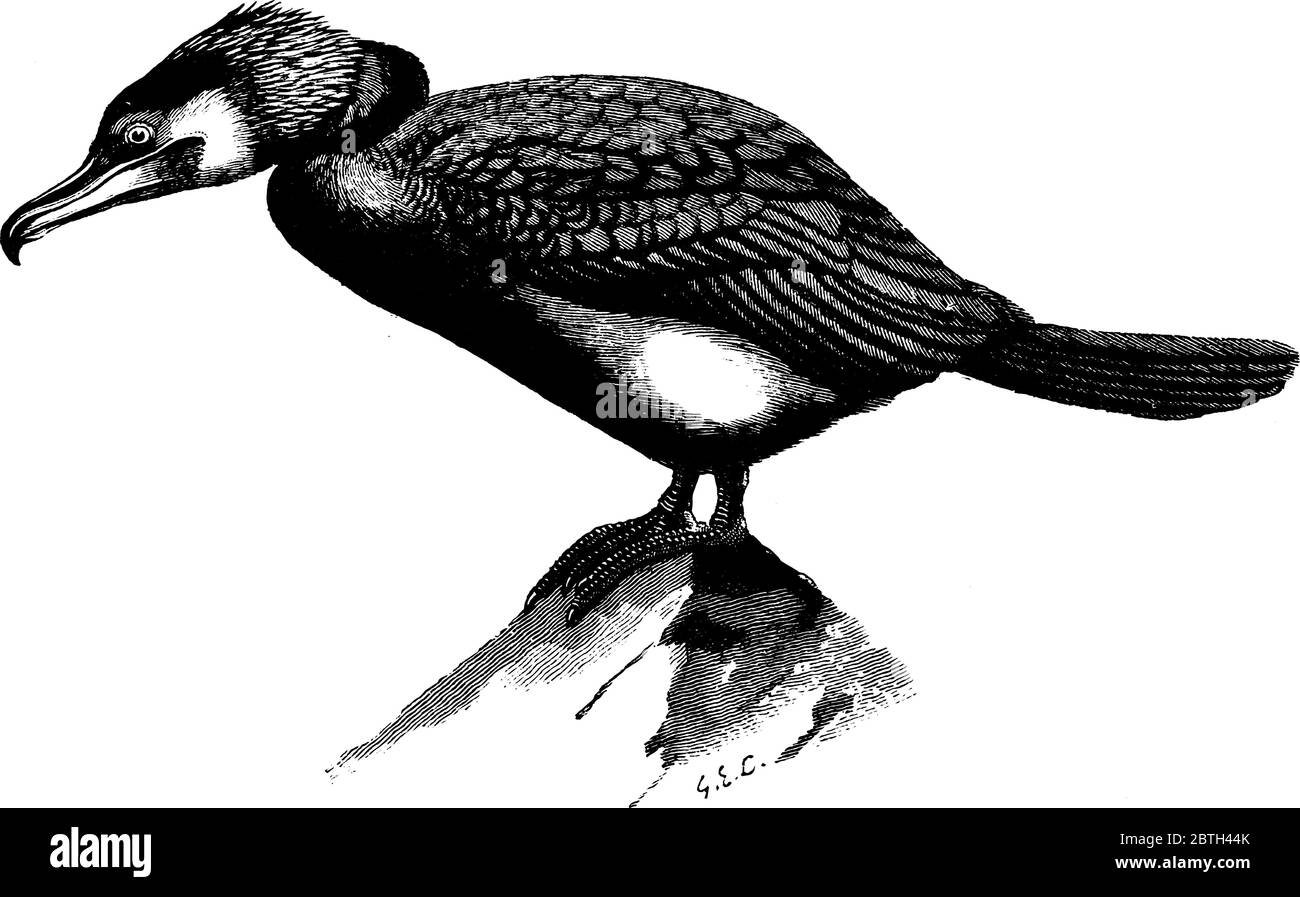 Il cormorano è un grande uccello acquatico di famiglia Phalacrocoracidae nero, con pesci, con un lungo disegno a forma di gancio, linea d'annata o incisina Illustrazione Vettoriale