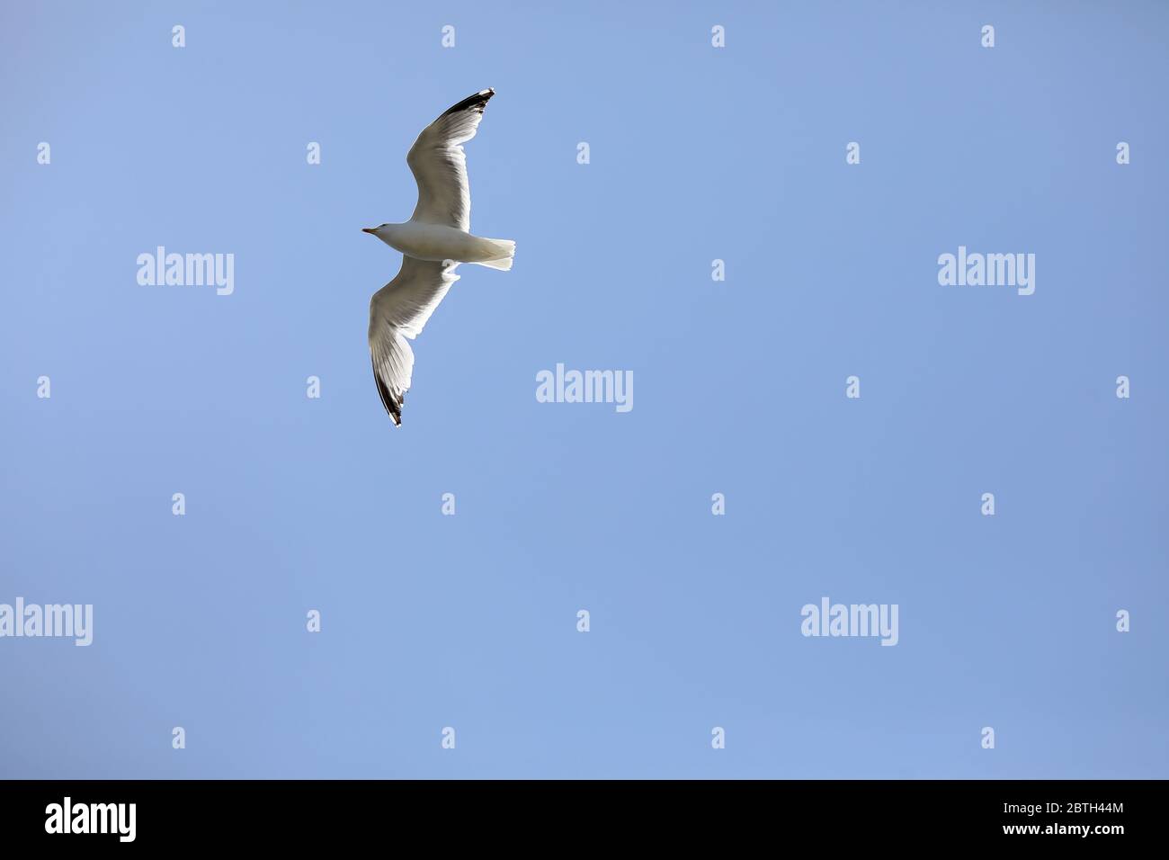 Brighton, Regno Unito. 23 maggio 2020 UN gabbiano che vola in alto sotto un cielo azzurro. Credito: James Boardman Foto Stock