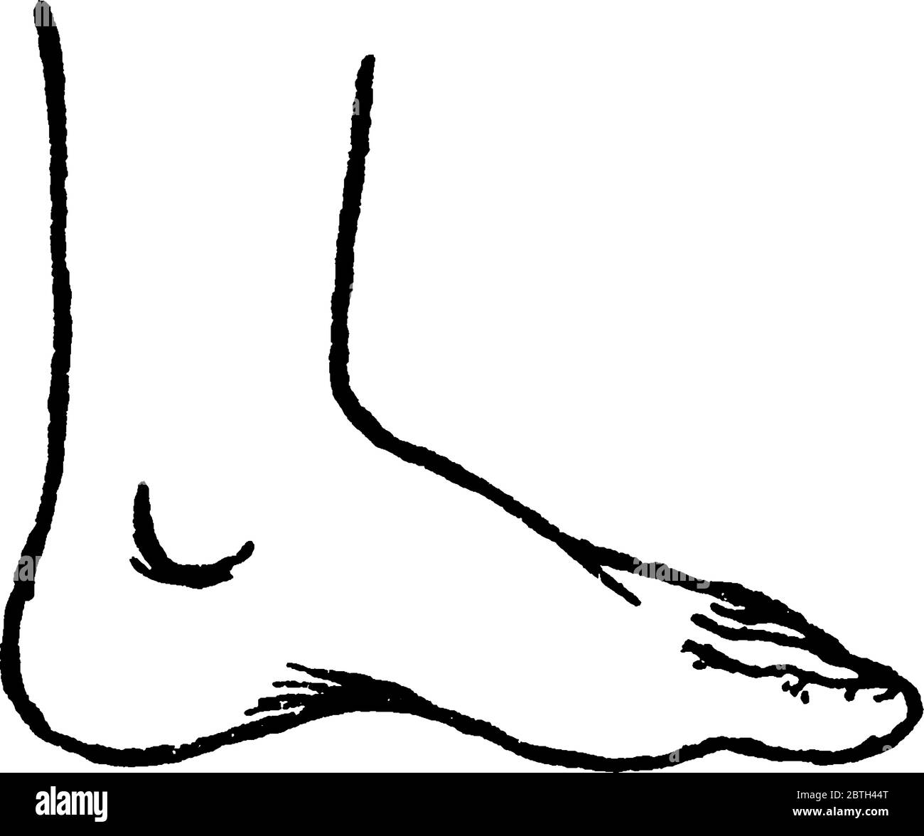 Figura che mostra il piede umano, è una struttura anatomica che si trova in molti vertebrati, disegno di linee vintage o illustrazione di incisione. Illustrazione Vettoriale