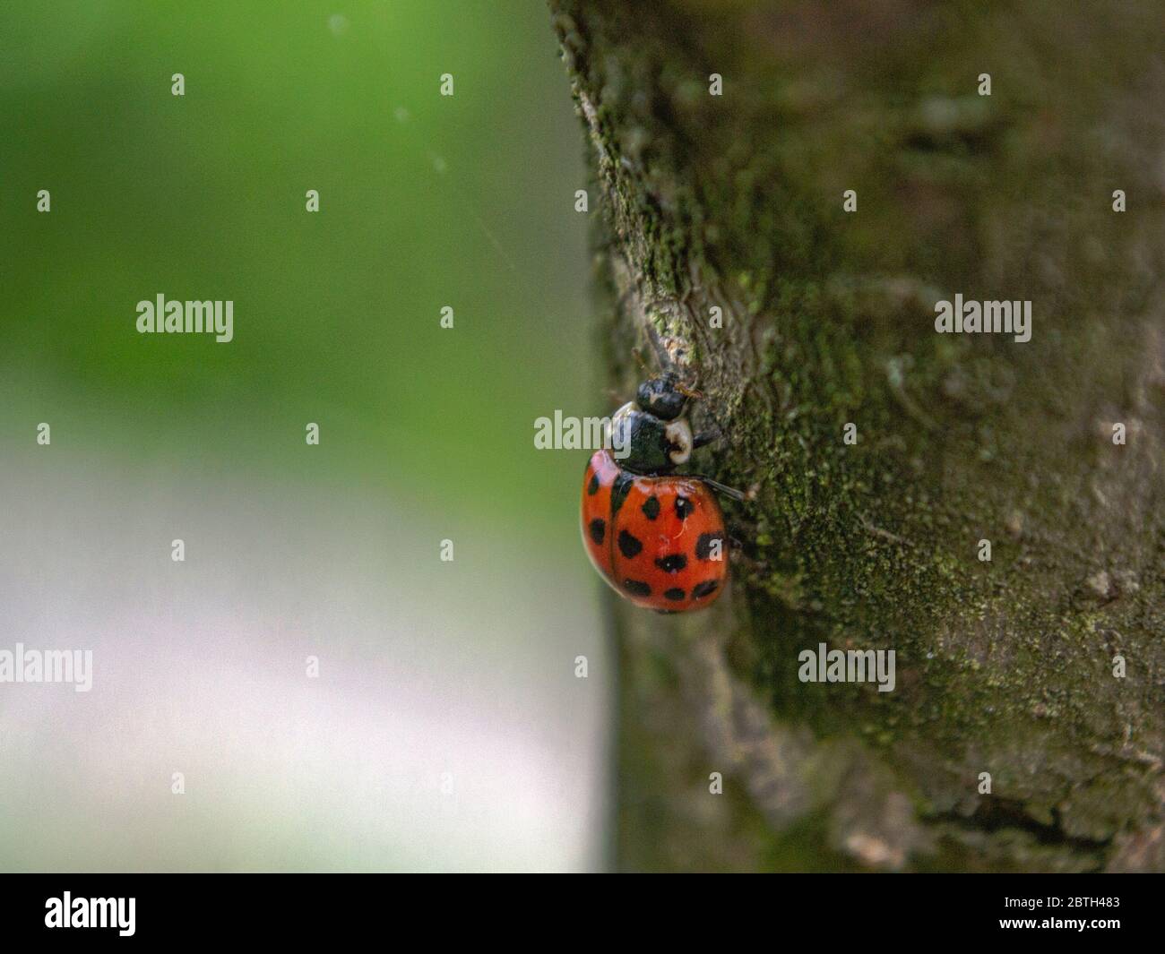 Risultati ricerca risultati Web Harlequin ladybird, 19 spot Ladybird Beetle, Harmonia axyridis Foto Stock