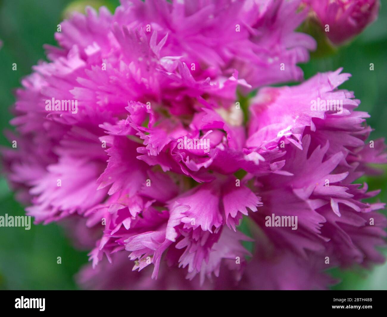Primo piano di dianthus plumarius fiore Foto Stock