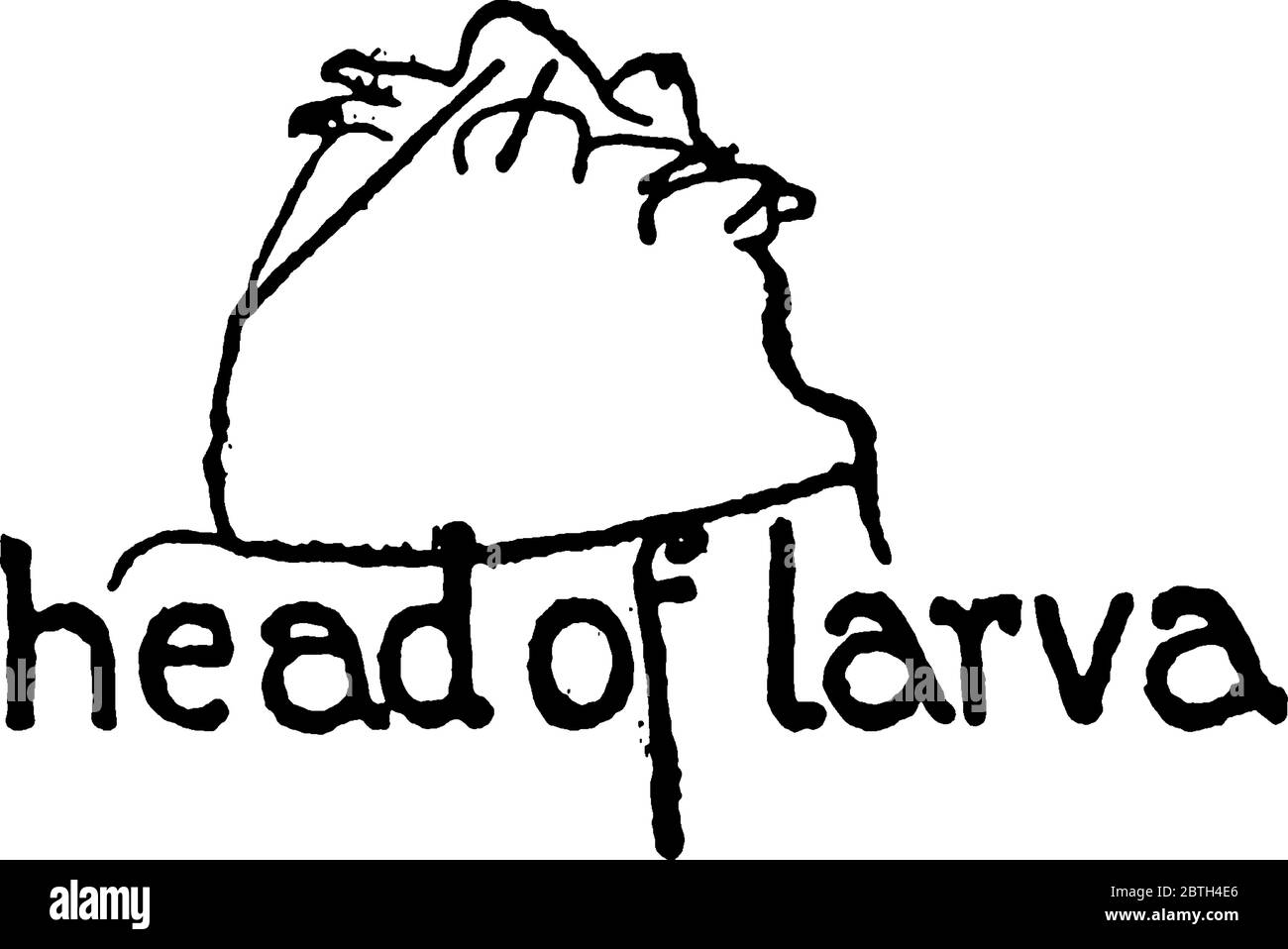 Horse Fly è il membro del genere Tabanus, con deboli macchie di fumo sulle ali. Questa figura rappresenta Larva del Horse Fly, disegno di linea vintage Illustrazione Vettoriale