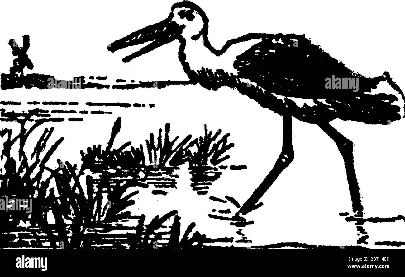 Una tipica rappresentazione di un uccello struzzo che cammina lungo le rive del mare, con i loro bechs lasciati aperti e lunghe gambe snelle, linea d'epoca Illustrazione Vettoriale